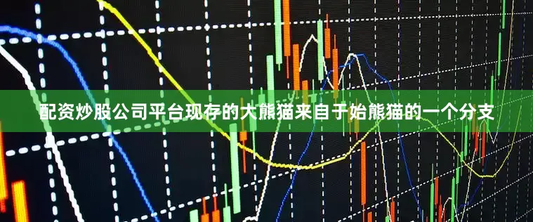 配资炒股公司平台现存的大熊猫来自于始熊猫的一个分支